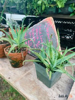 aloe