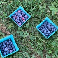 bluberrypicking