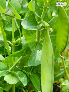 snow_peas_2